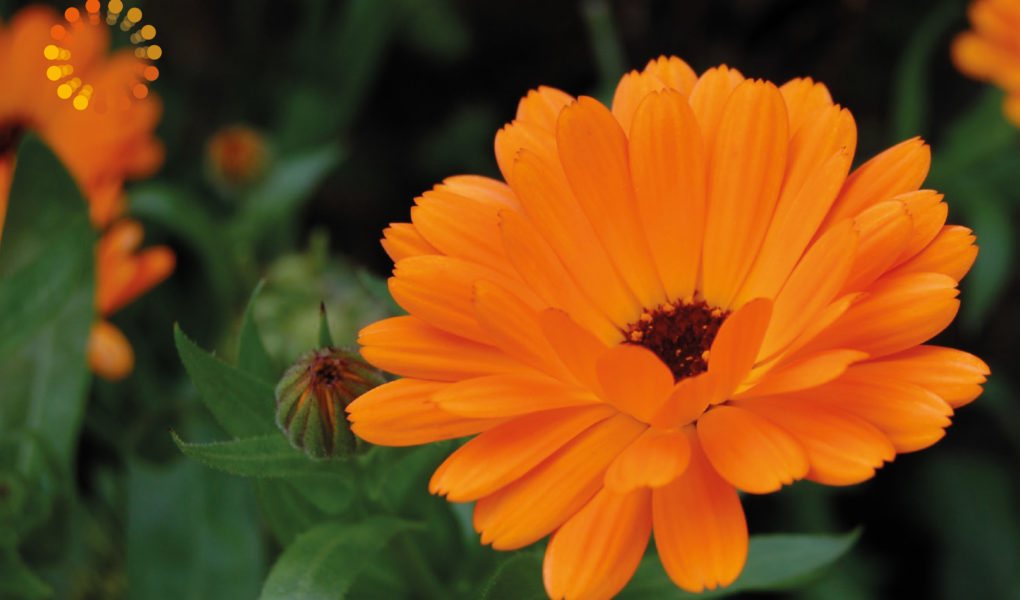 Calendula - Praxis für Homöopathie MONIKA JAEGER