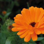 Calendula - Praxis für Homöopathie MONIKA JAEGER