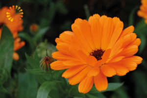 Calendula - Praxis für Homöopathie MONIKA JAEGER