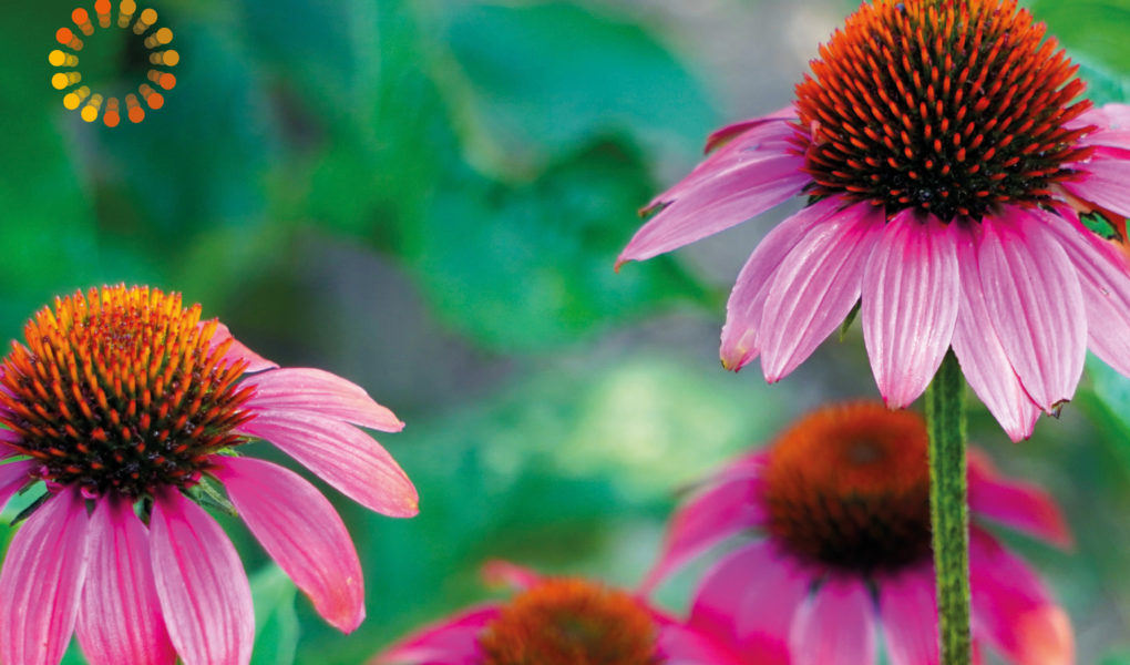 Echinacea - Praxis für Homöopathie MONIKA JAEGER