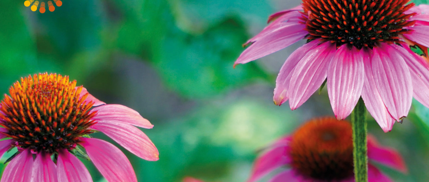 Echinacea - Praxis für Homöopathie MONIKA JAEGER