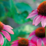 Echinacea - Praxis für Homöopathie MONIKA JAEGER