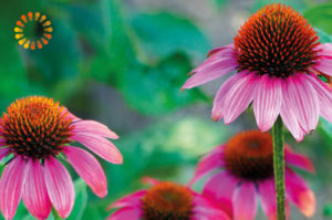 Echinacea - Praxis für Homöopathie MONIKA JAEGER
